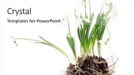  Presentation with roots in soil - Cool new presentation theme with snowdrops with roots and soil backdrop and a  colored foreground