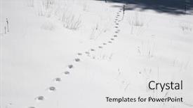  Presentation with white snow - PPT theme featuring footprint of wild animal background and a white colored foreground