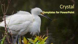  Presentation with national - Cool new presentation design with snowy-egret-in-everglades-national backdrop and a tawny brown colored foreground