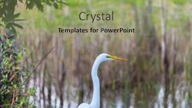  Presentation with florida - Theme enhanced with snowy-egret-in-everglades-national background and a mint green colored foreground