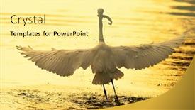  Presentation with lake fish - PPT layouts enhanced with snowy-egret-wading-in-shallow background and a blonde colored foreground