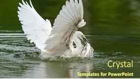  Presentation with lake fish - Beautiful slides featuring snowy-egret-wading-in-shallow backdrop and a tawny brown colored foreground