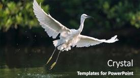  Presentation with lake fish - Colorful presentation theme enhanced with snowy-egret-wading-in-shallow backdrop and a wine colored foreground