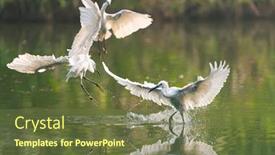  Presentation with lake fish - PPT theme featuring snowy-egret-wading-in-shallow background and a tawny brown colored foreground