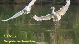  Presentation with lake fish - Cool new PPT layouts with snowy-egret-wading-in-shallow backdrop and a tawny brown colored foreground
