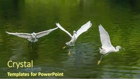  Presentation with lake fish - Theme featuring snowy-egret-wading-in-shallow background and a tawny brown colored foreground