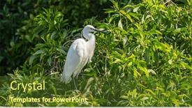 Presentation with lake fish - Slides with snowy-egret-wading-in-shallow background and a tawny brown colored foreground