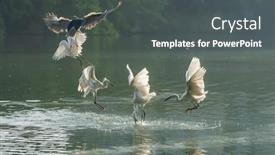  Presentation with lake fish - PPT layouts having snowy-egret-wading-in-shallow background and a  colored foreground
