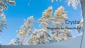  Presentation with green grass under the snow - Audience pleasing slides consisting of snowy fir trees under blue backdrop and a light blue colored foreground