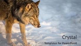  Presentation with gray wolf - Audience pleasing presentation consisting of snowy mountain - gray eurasian wolf canis lupus backdrop and a light gray colored foreground