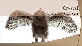  Presentation with cartoon owl - Cool new presentation theme with snowy-owl-bubo-scandiacus-spreading backdrop and a coral colored foreground