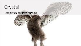  Presentation with cartoon owl - Amazing presentation theme having snowy-owl-bubo-scandiacus-spreading backdrop and a white colored foreground