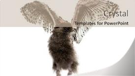  Presentation with cartoon owl - Presentation theme with snowy-owl-bubo-scandiacus-spreading background and a mint green colored foreground