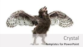  Presentation with cartoon owl - Slides consisting of snowy-owl-bubo-scandiacus-spreading background and a light gray colored foreground