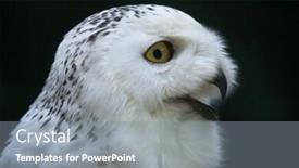  Presentation with wildlife - Cool new PPT theme with snowy owl bubo scandiacus wildlife bird backdrop and a gray colored foreground