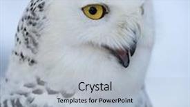  Presentation with cartoon owl - PPT layouts with snowy owl bubo scandiacus background and a light blue colored foreground