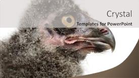  Presentation with old days - Cool new slides with snowy owl chick bubo scandiacus 19 days old against white background backdrop and a light gray colored foreground