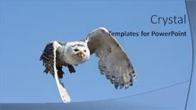  Presentation with flight - Cool new PPT theme with snowy owl in flight in france backdrop and a light blue colored foreground