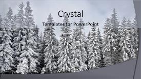  Presentation with winter evergreen forest - Theme having snowy pine in winter forest background and a  colored foreground