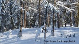  Presentation with crisp - Amazing slide deck having snowy-pine-trees backdrop and a light blue colored foreground