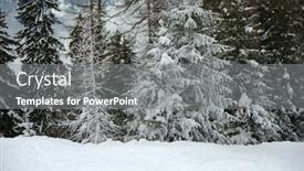  Presentation with pine trees - Slide set consisting of snowy-pine-trees background and a gray colored foreground