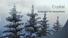  Presentation with pine trees - 