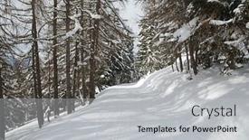  Presentation with winter weather - Audience pleasing theme consisting of snowy-trees-on-a-winter backdrop and a light gray colored foreground