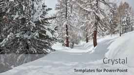  Presentation with winter weather - Cool new PPT layouts with snowy-trees-on-a-winter backdrop and a light gray colored foreground