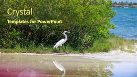  Presentation with mangrove - Presentation design featuring snowy-white-egret background and a  colored foreground