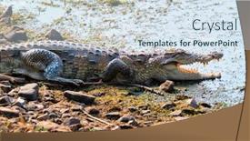  Presentation with marsh - Theme featuring snub-nosed-marsh-crocodile-mugger background and a sky blue colored foreground