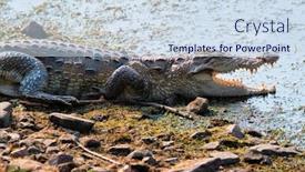  Presentation with marsh - Cool new PPT theme with snub-nosed-marsh-crocodile-mugger backdrop and a sky blue colored foreground