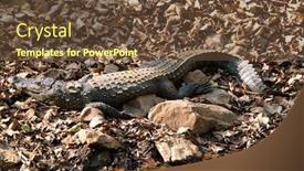  Presentation with marsh crocodile - Beautiful slides featuring snub-nosed-marsh-crocodile-mugger backdrop and a tawny brown colored foreground