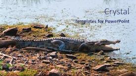  Presentation with marsh - PPT theme featuring snub-nosed-marsh-crocodile-mugger background and a sky blue colored foreground