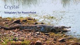  Presentation with marsh - PPT layouts enhanced with snub-nosed-marsh-crocodile-mugger background and a sky blue colored foreground