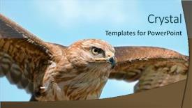  Presentation with sky blue - Audience pleasing slides consisting of soaring eagle - portrait of hawk on blue backdrop and a  colored foreground