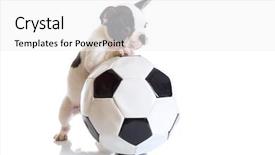  Presentation with soccer - Audience pleasing theme consisting of crocodile in green water lake close up backdrop and a tawny brown colored foreground