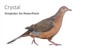  Presentation with white dove - Slide set having socorro dove zenaida graysoni is background and a white colored foreground