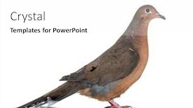  Presentation with white dove - Presentation theme having socorro dove zenaida graysoni is background and a white colored foreground