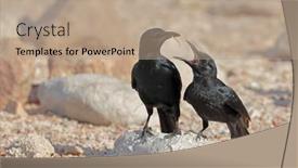 Presentation with chick - Theme with socotra-starling-onychognathus-frater-feeding background and a coral colored foreground