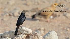  Presentation with egyptian - Presentation theme enhanced with socotra-starling-onychognathus-frater background and a coral colored foreground