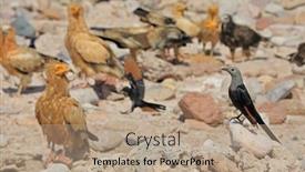  Presentation with egyptian - PPT theme featuring socotra-starling-onychognathus-frater background and a coral colored foreground