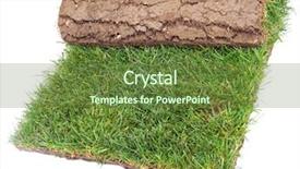  Presentation with white torn paper on gray - PPT theme having sod - grass carpet roll isolated background and a tawny brown colored foreground