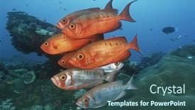  Presentation with coral reef - Beautiful presentation featuring sodwana-bay-indian-ocean-south backdrop and a ocean colored foreground