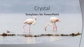  Presentation with processing - PPT theme enhanced with soft-and-high-key-processing background and a light blue colored foreground