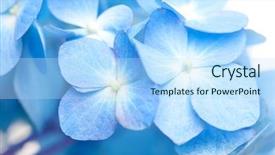  Presentation with white hydrangea - Theme having soft blue hortensia flower hydrangea background and a light blue colored foreground