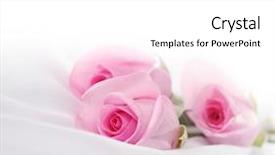  Presentation with pink rose - Colorful slide deck enhanced with soft card with roses backdrop and a white colored foreground