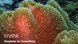 Presentation with sea coral - Amazing presentation theme having soft-coral-similan-island-andaman backdrop and a tawny brown colored foreground