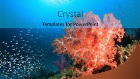  Presentation with simple soft fire - Beautiful presentation design featuring soft-corals-and-glassfish backdrop and a cyan colored foreground
