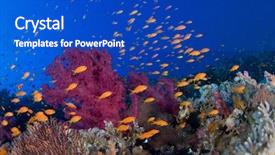  Presentation with colorful green corn field - Cool new slides with soft corals and orange fish backdrop and a cobalt blue colored foreground