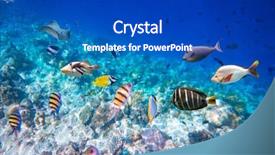  Presentation with tropical reef fish - Presentation consisting of soft corals and tropical fish background and a cobalt blue colored foreground